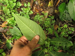 Solanum anceps