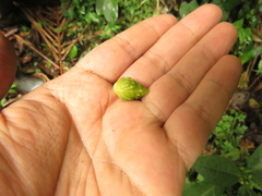 Solanum anceps