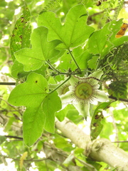 Passiflora adenopoda