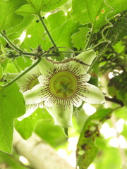Passiflora adenopoda