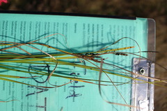 Carex sinclairii