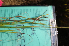 Carex sinclairii