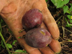 Passiflora adenopoda
