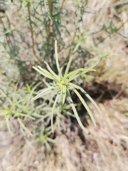 Aldama linearis