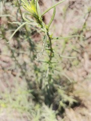Aldama linearis