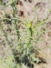 Aldama linearis