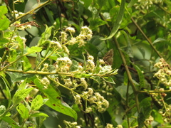 Panthiades paphlagon