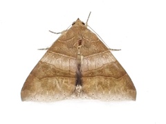 Bastilla absentimacula