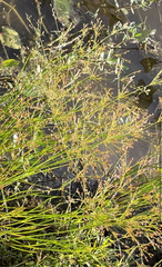 Juncus diffusissimus