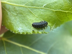 Chrysomela confluens