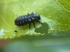 Chrysomela confluens