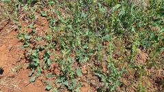 Klasea cerinthifolia