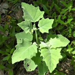 Physalis mollis