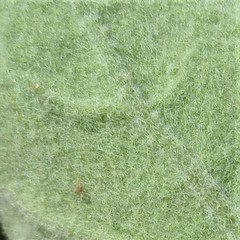 Physalis mollis