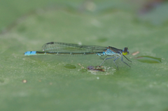 Paracercion calamorum