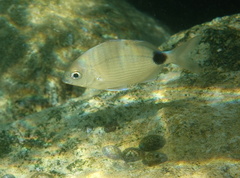 Diplodus holbrookii