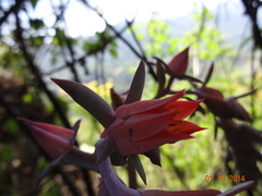 Gibbiflorae