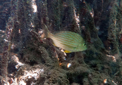 Archosargus rhomboidalis