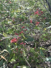 Rhododendron kaempferi
