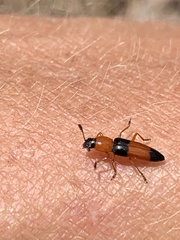 Languria trifasciata