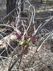 Sambucus sibirica