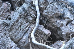 Philodendron warszewiczii