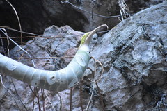 Philodendron warszewiczii