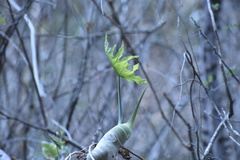 Philodendron warszewiczii