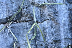 Selenicereus ocamponis