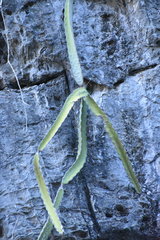 Selenicereus ocamponis