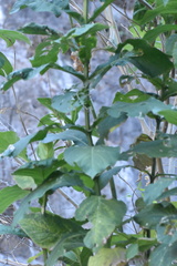 Critonia quadrangularis