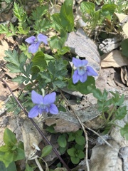 Viola grypoceras
