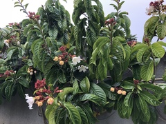 Beaumontia grandiflora