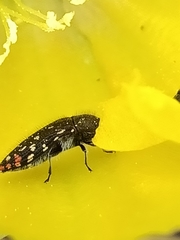 Acmaeodera rubronotata