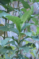 Critonia quadrangularis