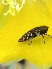 Acmaeodera rubronotata