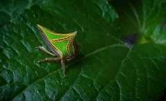 Umbonia crassicornis