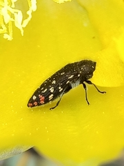 Acmaeodera rubronotata