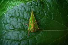 Umbonia crassicornis