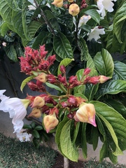 Beaumontia grandiflora