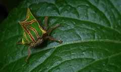 Umbonia crassicornis