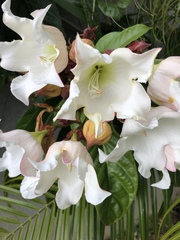 Beaumontia grandiflora