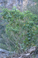 Critonia quadrangularis