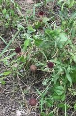 Gaillardia aestivalis