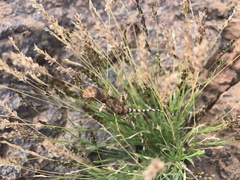 Tympanocryptis intima