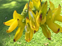 Mucuna sloanei