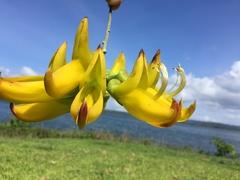 Mucuna sloanei