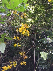 Mucuna sloanei