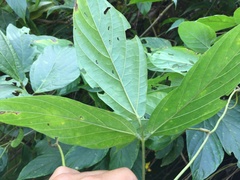 Mucuna sloanei