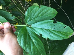 Mucuna sloanei